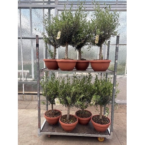 Olea europaea (Olijf) schaal