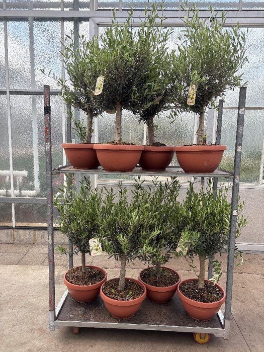 <h4>Olea europaea (Olijf) schaal</h4>