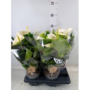 Anthurium andr. 'Cocos'