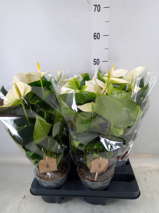<h4>Anthurium andr. 'Cocos'</h4>