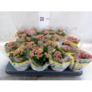 Kalanchoe blos. 'Garbo lilac'