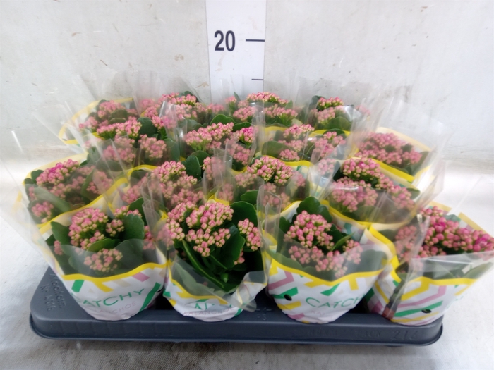 <h4>Kalanchoe blos. 'Garbo lilac'</h4>