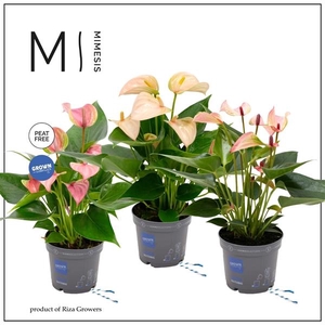 Mimesis Anthurium KARMA Multiflora mix - 9cm