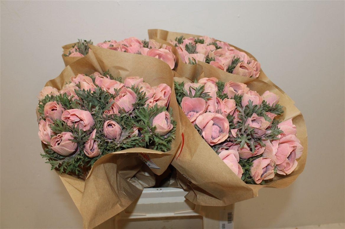 <h4>Anem Marianne Powder Salmon</h4>