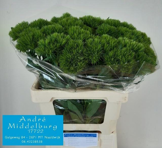 <h4>DI BARB GREEN WICKY</h4>