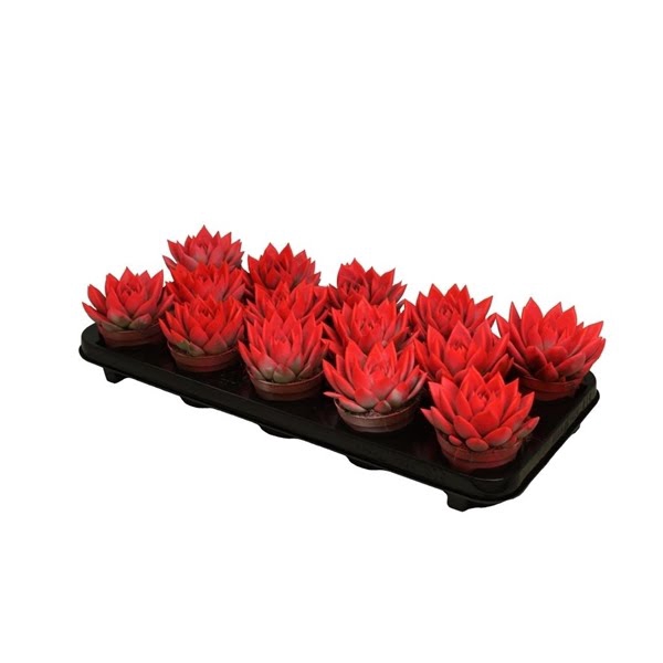 <h4>Echeveria coloured neon red</h4>