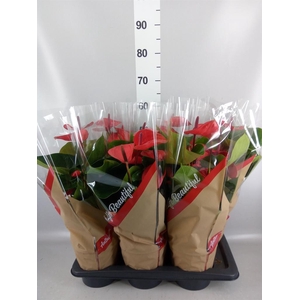 Anthurium andr. 'FC Alma'