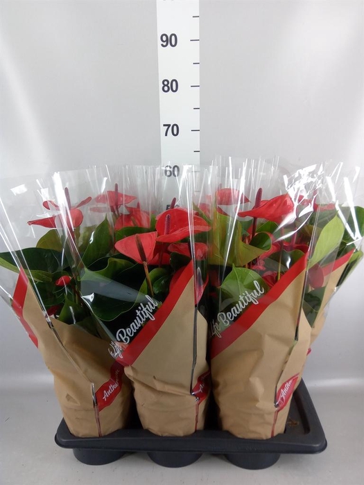 <h4>Anthurium andr. 'FC Alma'</h4>