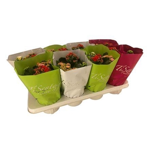 Kal Ge Gem In Pot 3 Kleuren