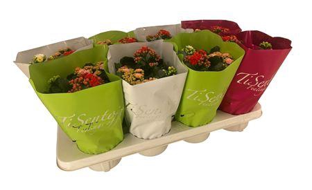 <h4>Kal Ge Gem In Pot 3 Kleuren</h4>