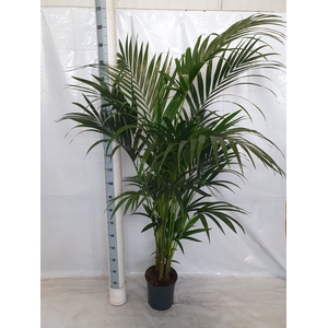 Howea forsteriana