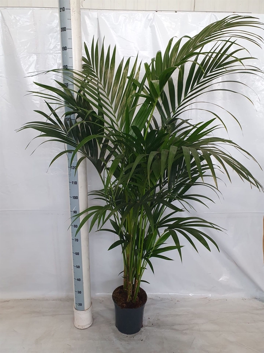 <h4>Howea forsteriana</h4>