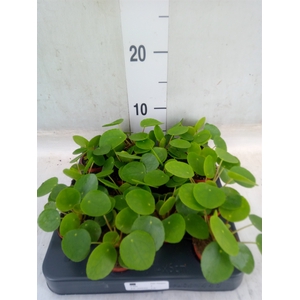Pilea peperomioides