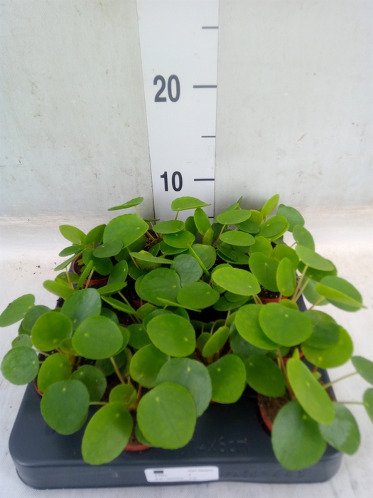 <h4>Pilea peperomioides</h4>