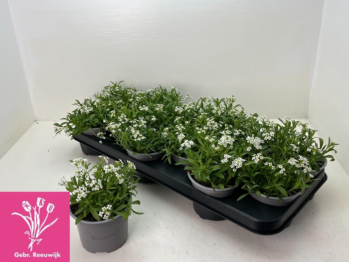 <h4>LOBULARIA OV</h4>