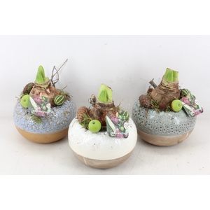 arr4 amaryllis MB - Luxe bolpotje 813/3 mix