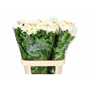 Chrysanthemum Gp Rossano