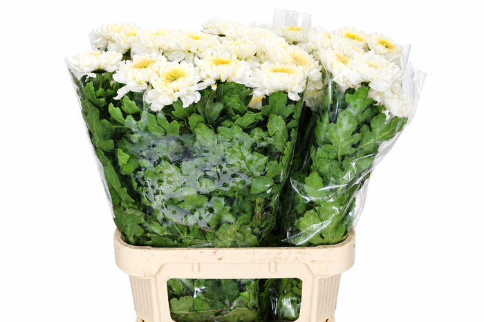 <h4>Chrysanthemum Gp Rossano</h4>