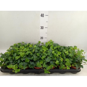 Hedera helix 'Wonder'