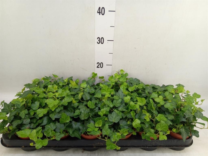 <h4>Hedera helix 'Wonder'</h4>