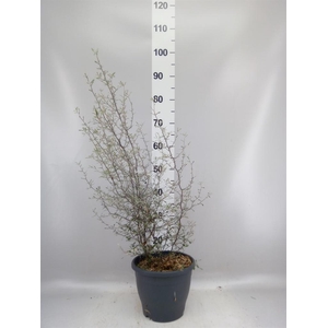 Corokia cotoneaster
