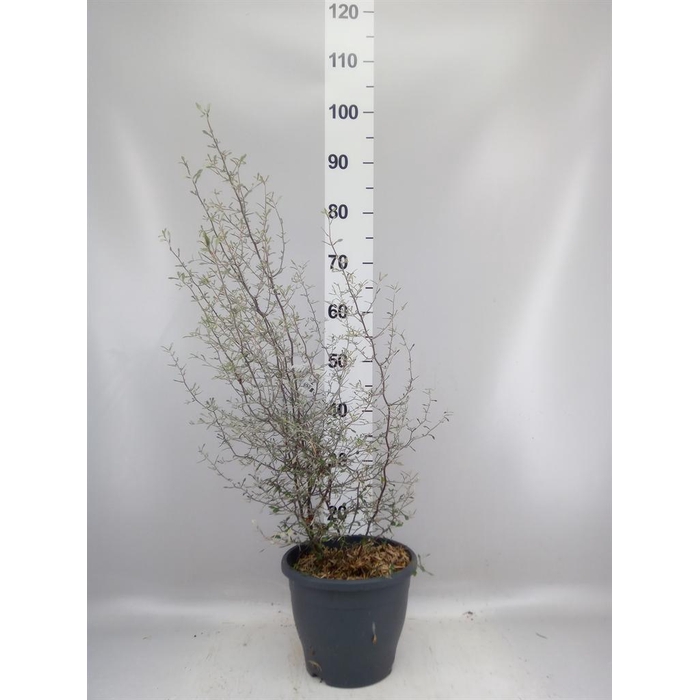 <h4>Corokia cotoneaster</h4>