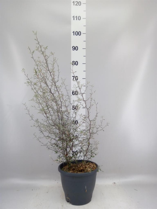 Corokia cotoneaster