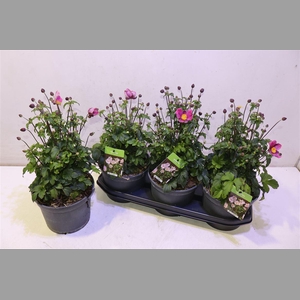 Anem Hupehensis
