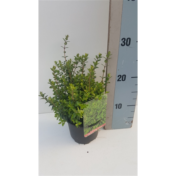<h4>Lonicera nitida Elegant</h4>
