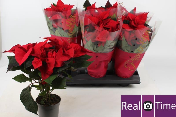 <h4>EUPHOR P PREM RED</h4>