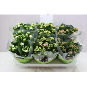 Kalanchoe Calandiva Mix