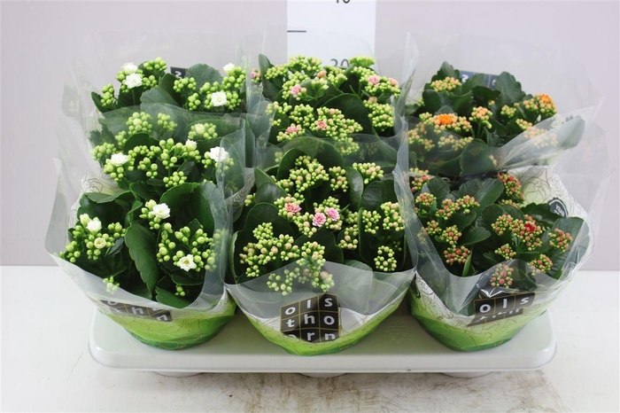 <h4>Kalanchoe Calandiva Mix</h4>