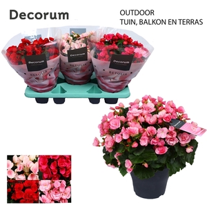 Begonia BETULIA MIX 19cm outdoor Decorum
