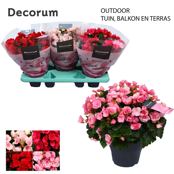 <h4>Begonia BETULIA MIX 19cm outdoor Decorum</h4>