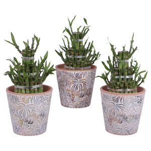 Lucky Bamboo Shape Round 3B Ø14cm Ceramic Pot Jungle