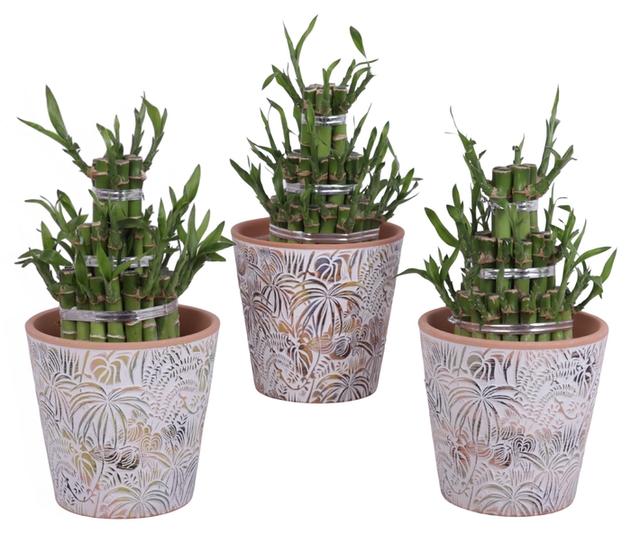 <h4>Lucky Bamboo Shape Round 3B Ø14cm Ceramic Pot Jungle</h4>