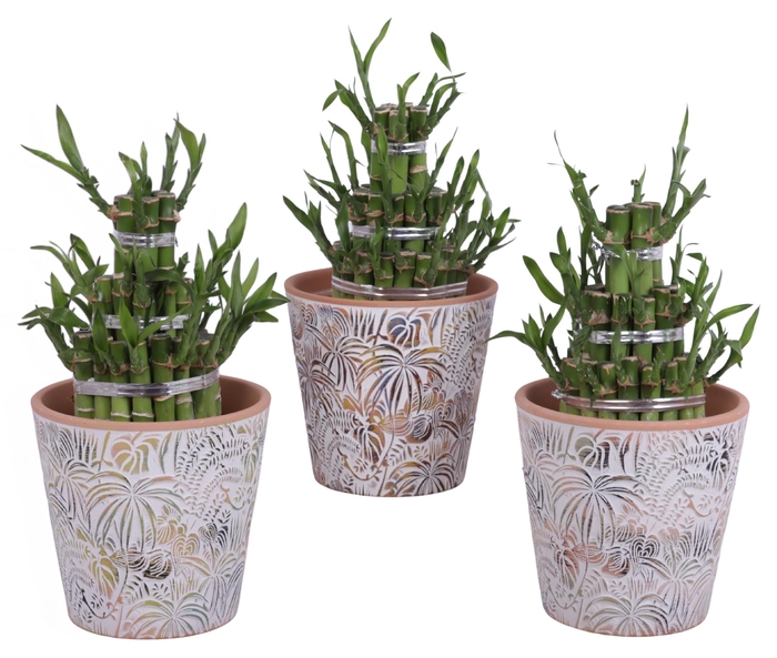 <h4>Lucky Bamboo Shape Round 3B Ø14cm Ceramic Pot Jungle</h4>
