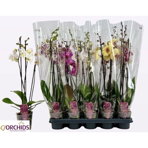 PHAL GEM