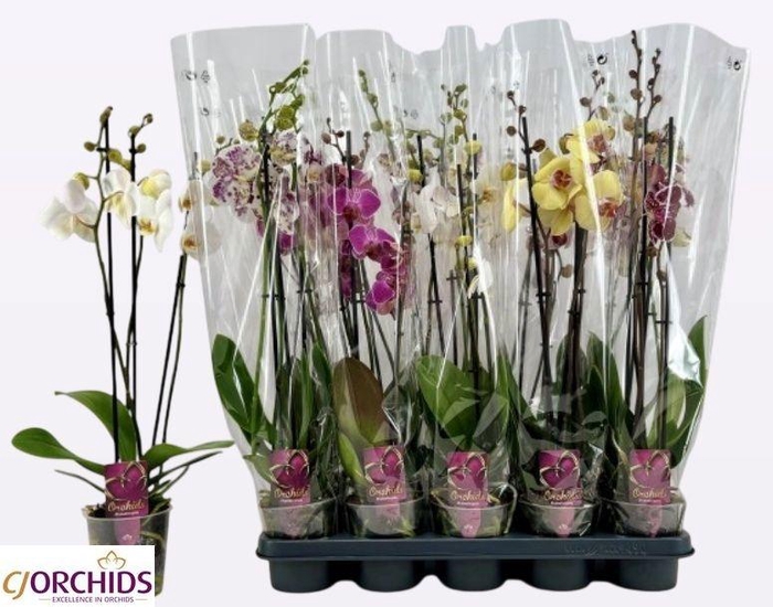 PHAL GEM