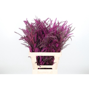 Grevilea Ivanhoe Kl Bh Erika