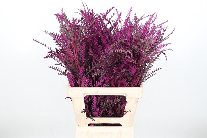 <h4>Grevilea Ivanhoe Kl Bh Erika</h4>