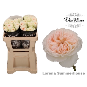 R Gr Lorena Summerh