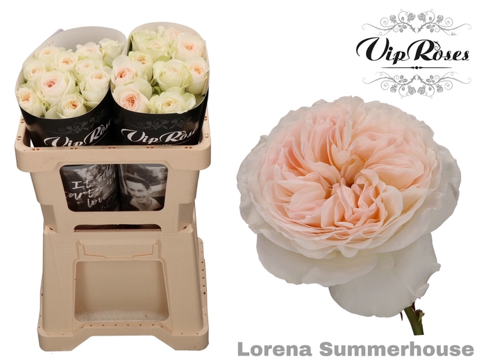 Vip Roses By Sassen Vip Roses Webshop