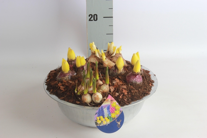 <h4>ARR TUINPLANTEN</h4>