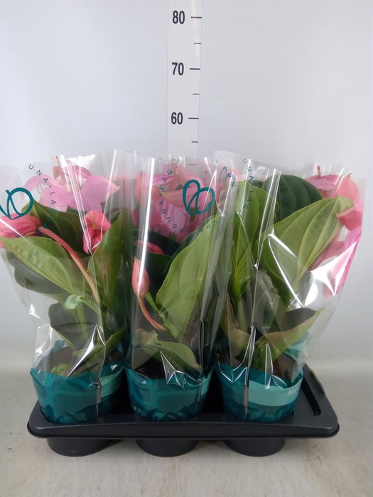 <h4>Medinilla magn.</h4>