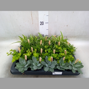 Planten  ..mix