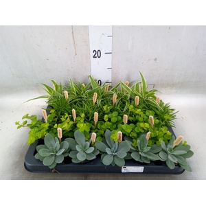 Planten  ..mix