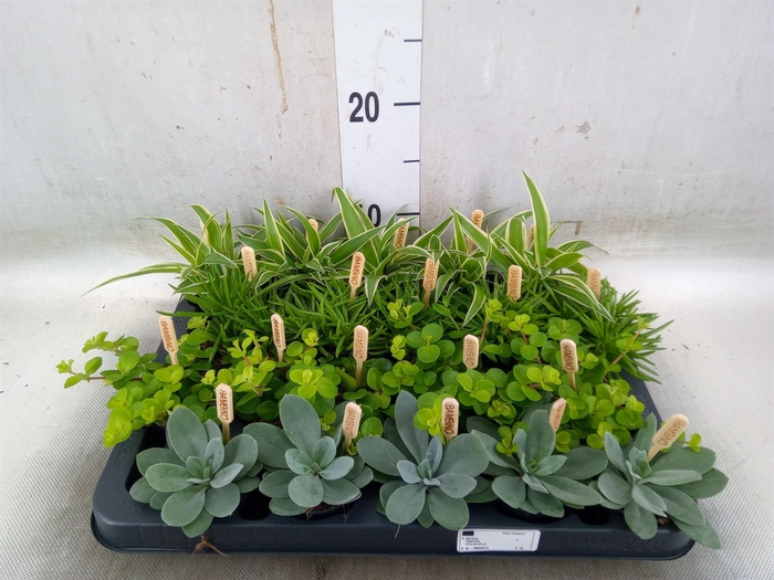 <h4>Planten  ..mix</h4>
