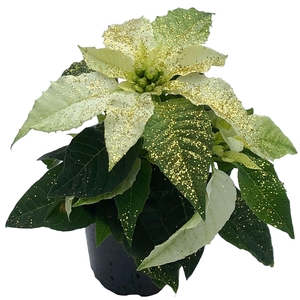 Princettia White met glitter goud