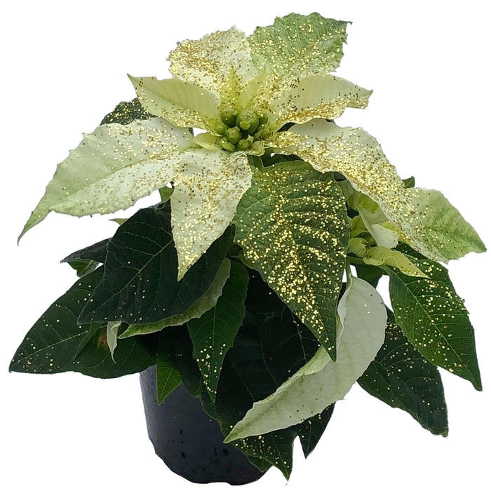 <h4>Princettia White met glitter goud</h4>